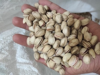 تصویر 5 از خرید و قیمت پسته تازه قزوین + فروش عمده