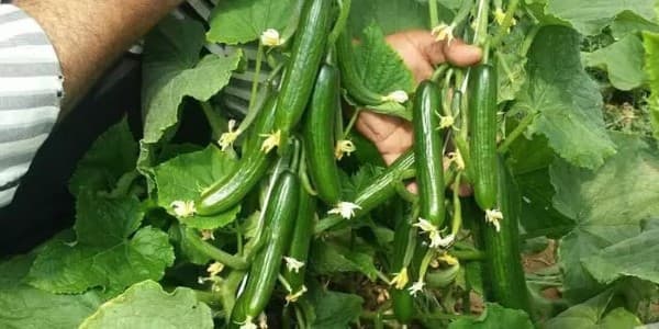 تصویر 2 از قیمت خرید خیار سبز تازه عمده به صرفه و ارزان