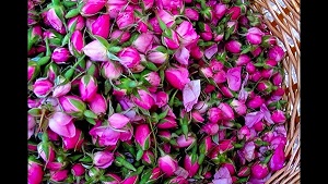 تصویر 3 از قیمت خرید غنچه گل محمدی اعلا + فروش ویژه