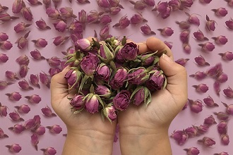 تصویر 4 از قیمت خرید غنچه گل محمدی اعلا + فروش ویژه