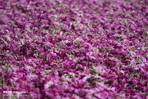 تصویر 4 از خرید و قیمت گل محمدی خشک کاشان + فروش صادراتی