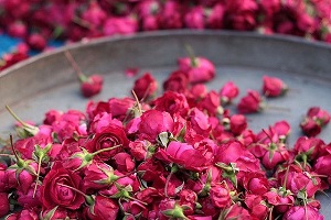 تصویر 5 از قیمت گل محمدی خشک دارابی + خرید باور نکردنی