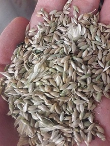 تصویر 4 از خرید و قیمت تخم کتان سفید یا زرد + فروش عمده