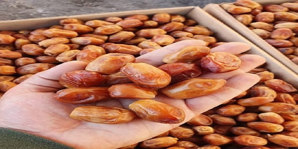 تصویر 4 از قیمت خرید خرما زاهدی فله عمده به صرفه و ارزان