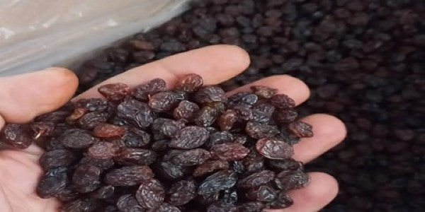 تصویر 3 از قیمت خرید کشمش سیاه پلویی عمده به صرفه و ارزان