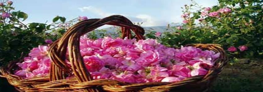تصویر 2 از قیمت گل محمدی اعلا + خرید باور نکردنی
