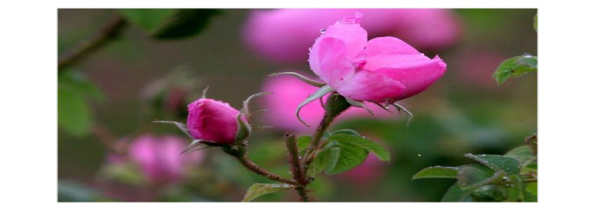 تصویر 3 از قیمت گل محمدی اعلا + خرید باور نکردنی