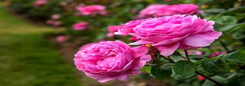 تصویر 6 از قیمت گل محمدی اعلا + خرید باور نکردنی