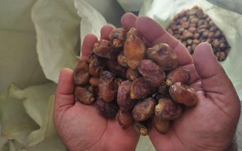 تصویر 1 از خرید خرما ضایعاتی شیراز + قیمت فروش استثنایی
