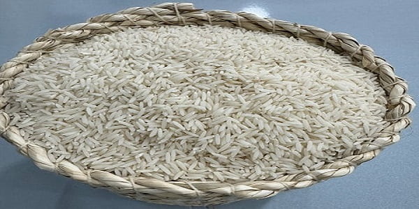 تصویر 3 از قیمت خرید برنج شمال شیرودی عمده به صرفه و ارزان