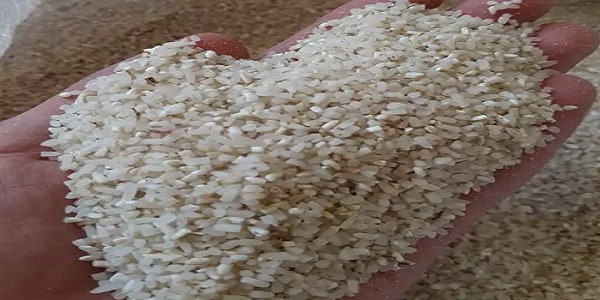 تصویر 5 از قیمت برنج چمپا کامفیروز با کیفیت ارزان + خرید عمده