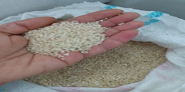 تصویر 2 از قیمت برنج چمپا کامفیروز با کیفیت ارزان + خرید عمده