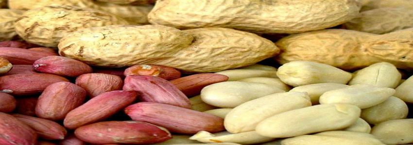 تصویر 3 از قیمت بادام زمینی و مشتقات صادراتی با کیفیت ارزان + خرید عمده