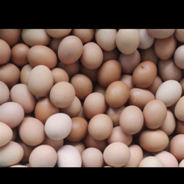 تصویر 4 از قیمت خرید تخم مرغ رسمی عمده به صرفه و ارزان