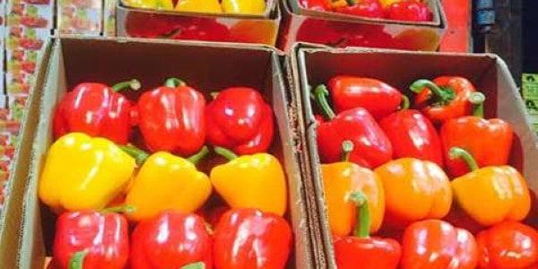 تصویر 2 از خرید فلفل رنگی صادراتی + قیمت فروش استثنایی