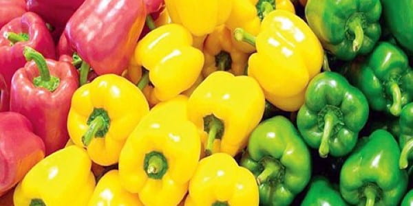 تصویر 3 از خرید فلفل رنگی صادراتی + قیمت فروش استثنایی