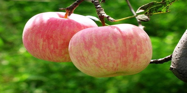 تصویر 4 از قیمت خرید سیب گلاب مشهد + فروش ویژه