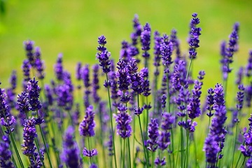تصویر 3 از خرید و قیمت شربت گیاهی اسطوخودوس + فروش عمده