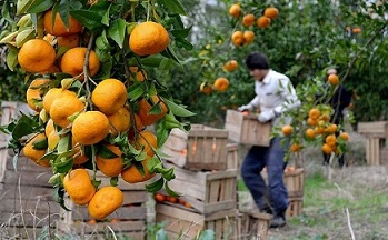 تصویر 1 از قیمت خرید پرتقال تامسون درجه یک + فروش ویژه