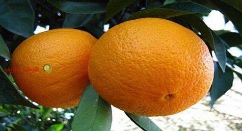 تصویر 4 از قیمت خرید پرتقال تامسون درجه یک + فروش ویژه