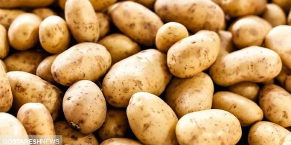 تصویر 5 از خرید سیب زمینی رقم کلمبا + قیمت فروش استثنایی