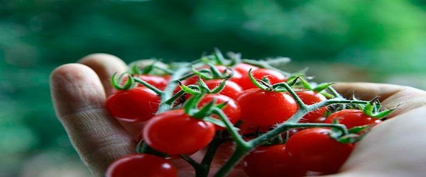 تصویر 2 از خرید و قیمت گوجه زیتونی اماریس تهران + فروش عمده