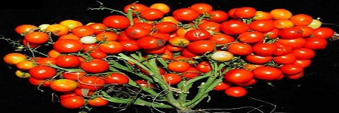 تصویر 4 از خرید و قیمت گوجه زیتونی اماریس تهران + فروش عمده