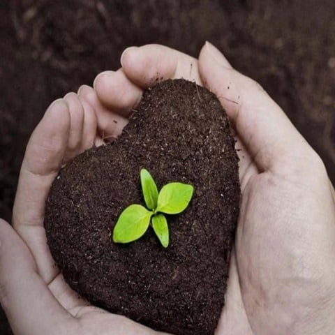 خرید خاک مخصوص قلمه زنی + قیمت فروش استثنایی
