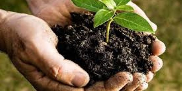 تصویر 1 از خرید خاک مخصوص قلمه زنی + قیمت فروش استثنایی