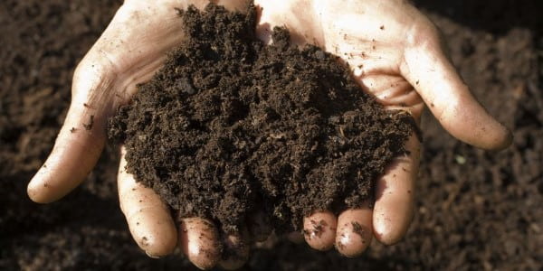 تصویر 2 از خرید خاک مخصوص قلمه زنی + قیمت فروش استثنایی