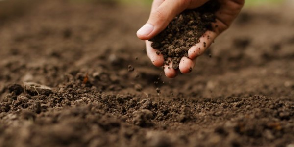 تصویر 5 از خرید خاک مخصوص قلمه زنی + قیمت فروش استثنایی