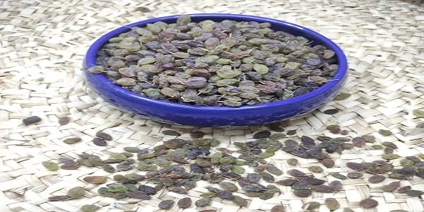 تصویر 3 از خرید کشمش سبز سایه خشک + قیمت فروش استثنایی