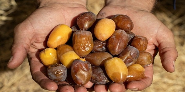 تصویر 3 از فروش خرمای هلیله ای بم + قیمت خرید به صرفه