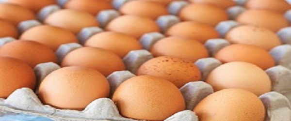 تصویر 1 از قیمت تخم مرغ درشت اراک + خرید باور نکردنی