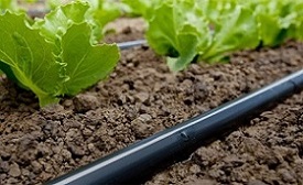 تصویر 5 از قیمت شلنگ آبیاری قطره ای سرچشمه + خرید باور نکردنی