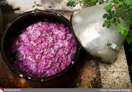 تصویر 5 از خرید گلاب ممتاز مرغوب + قیمت فروش استثنایی