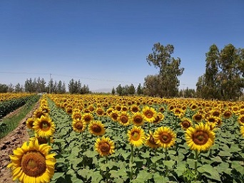 تصویر 2 از قیمت خرید تخمه آفتابگردان کرمانشاه با فروش عمده