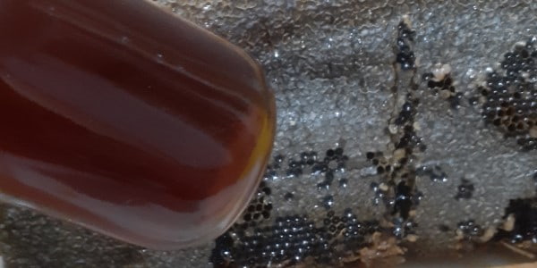 تصویر 3 از خرید و قیمت عسل سیاه کردستان + فروش صادراتی
