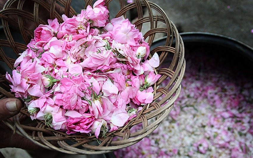 تصویر 1 از قیمت خرید گل محمدی مرغوب عمده به صرفه و ارزان