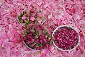 تصویر 5 از قیمت خرید گل محمدی مرغوب عمده به صرفه و ارزان