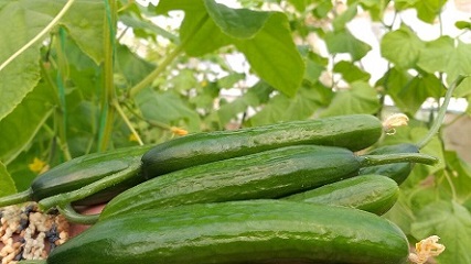 تصویر 2 از قیمت خرید خیار سبز درختی + فروش ویژه