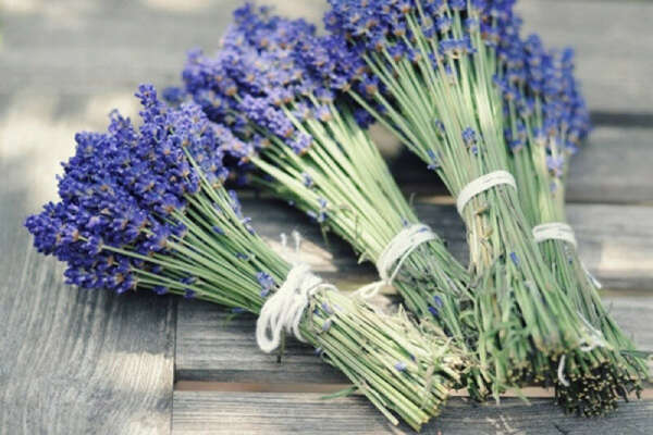 تصویر 4 از قیمت خرید گیاه اسطوخودوس کوهی + فروش ویژه