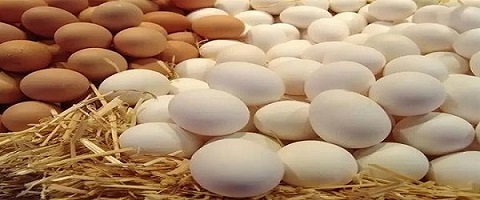 تصویر 1 از خرید و قیمت تخم مرغ صاداتی اصفهان + فروش عمده