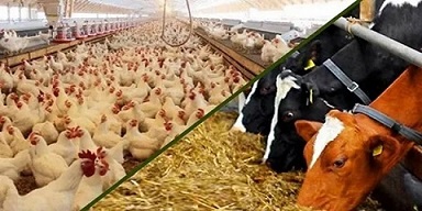 تصویر 5 از قیمت خرید مکمل دامی پرواری + فروش ویژه