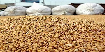 تصویر 4 از قیمت خرید مکمل دامی پرواری + فروش ویژه