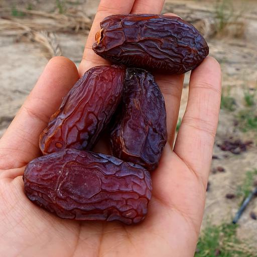 قیمت خرید خرما مجول عمده با فروش عمده