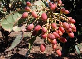 تصویر 4 از فروش پسته کوهی کردستان + قیمت خرید به صرفه