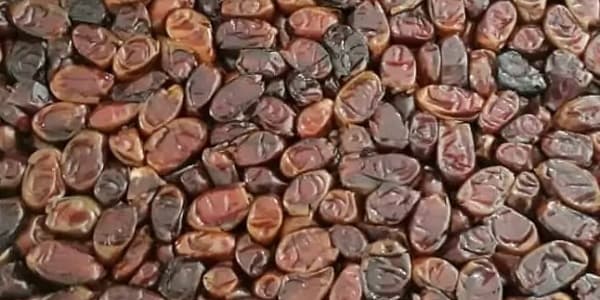 تصویر 2 از قیمت خرید خرمای استعمران درجه یک + فروش ویژه