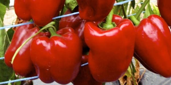 تصویر 5 از خرید و قیمت فلفل دلمه ای قرمز رنگ + فروش عمده