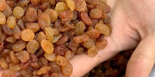 تصویر 5 از خرید کشمش پلویی چمنی + قیمت فروش استثنایی